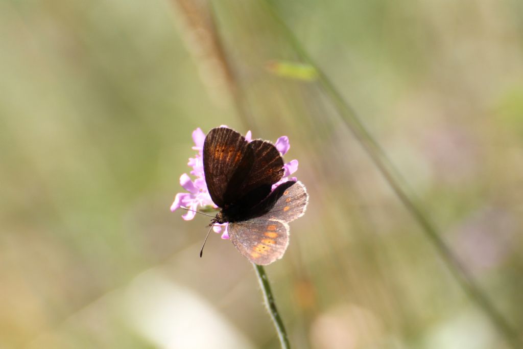 Erebia melampus? S